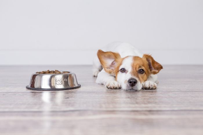 ドッグフードと伏せる犬