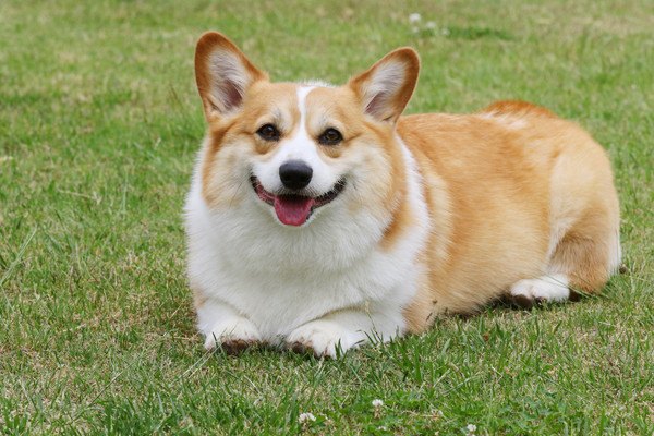 Welsh Corg