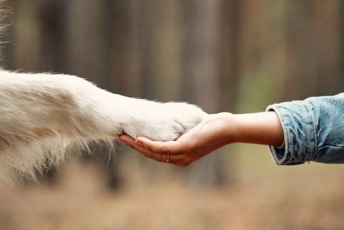 人の手の上におかれた犬の手