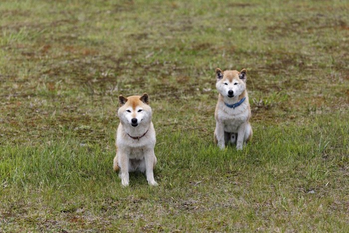 草原に座る犬