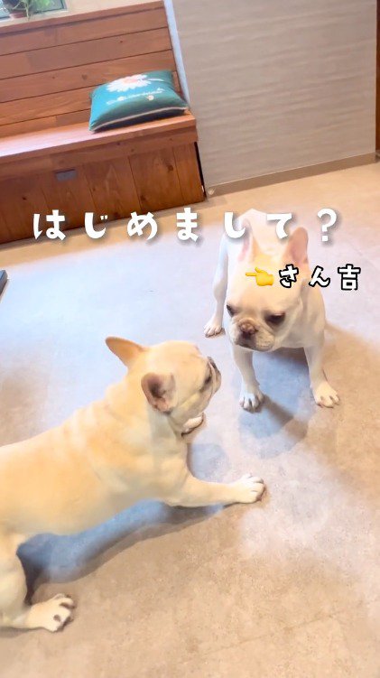 顔を向き合わせる2匹の犬