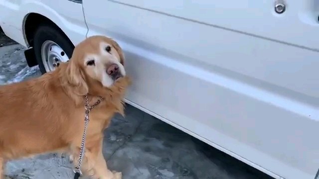 車の前に犬