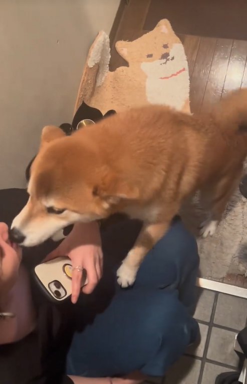 嬉しそうに家族を出迎える柴犬