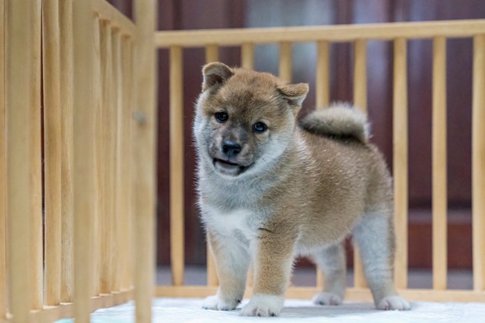 木製ケージの中にいる柴犬の子犬