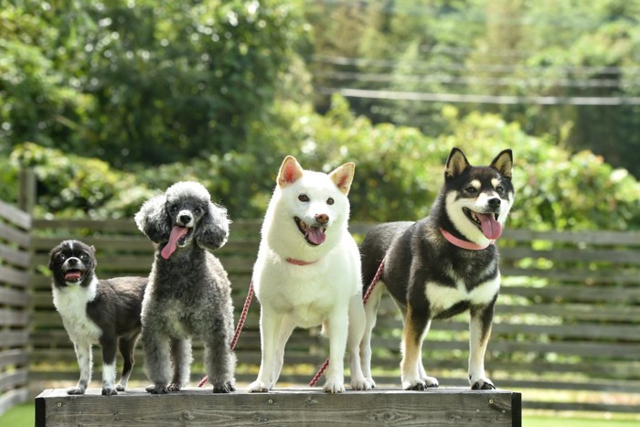 並んだチワワ、トイプードル、柴犬