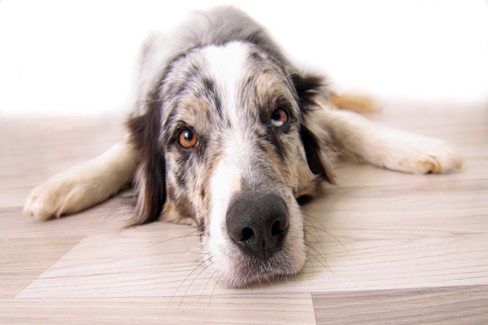 悲しそうな表情の犬