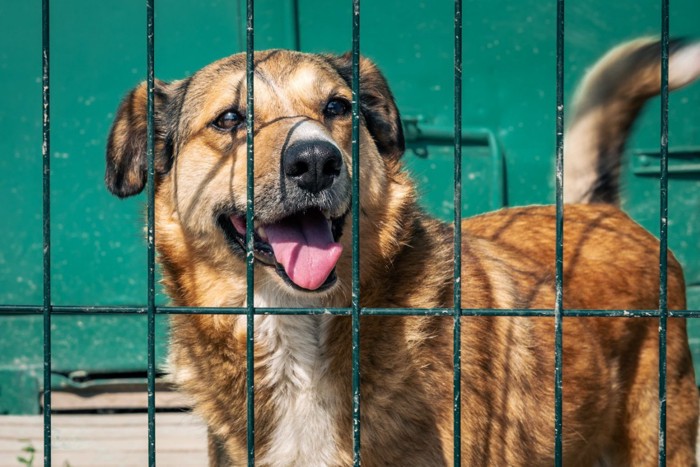 犬舎の中で笑顔の犬