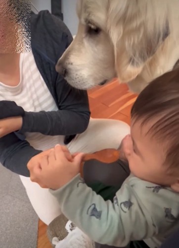 ご飯タイムに付きそう犬