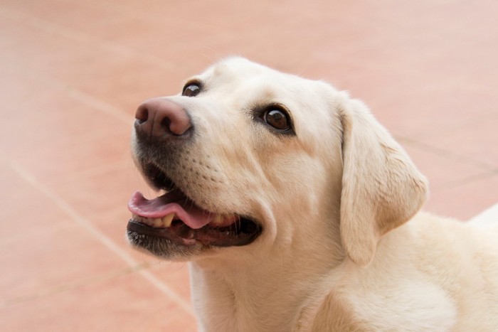 見上げる犬