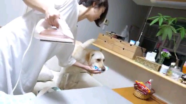 咥える犬