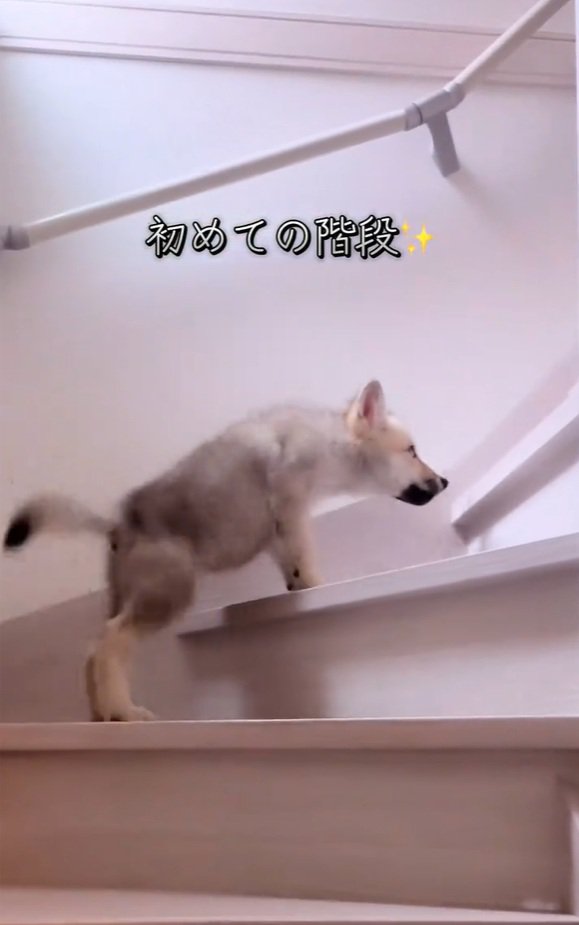 階段をのぼるフューリーくん