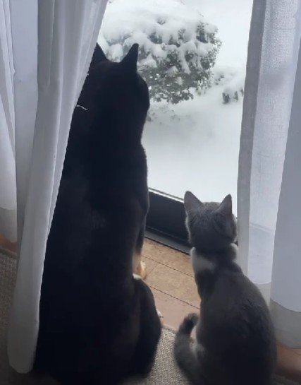 本当の姉妹のよう