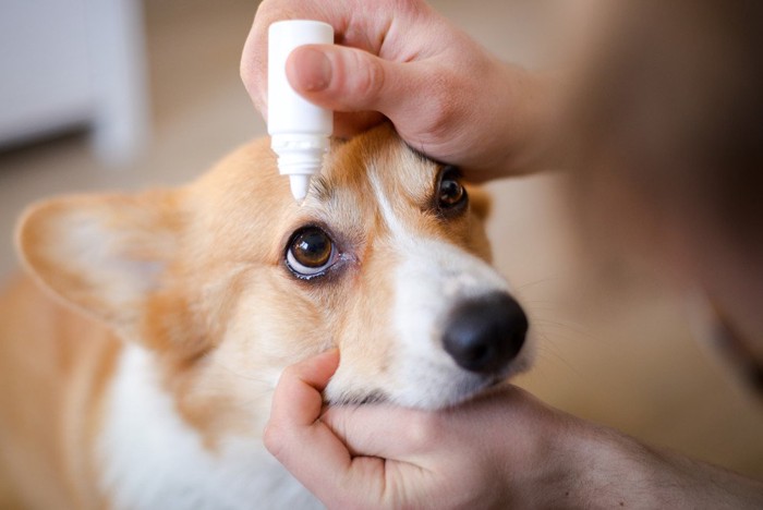 点眼薬を受けている犬