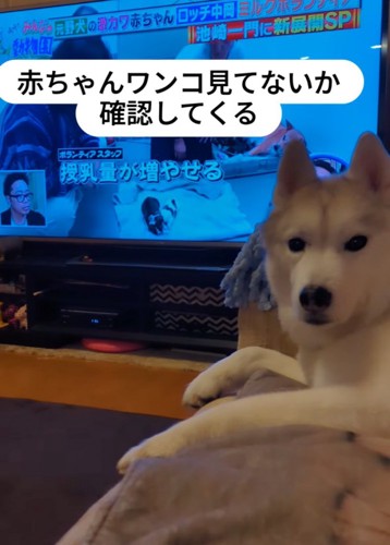 僅かに目を見開く犬