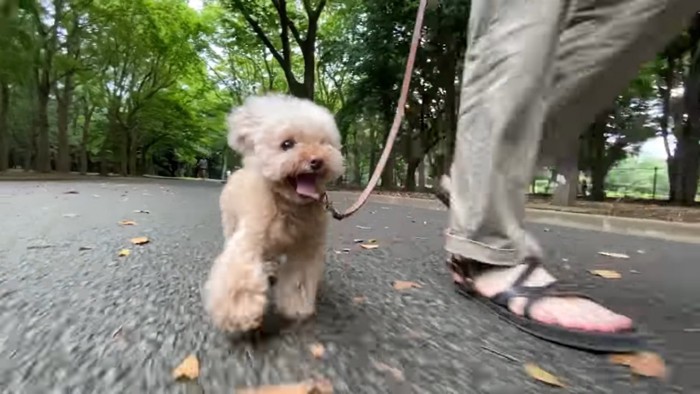 森の中を歩く犬と飼い主