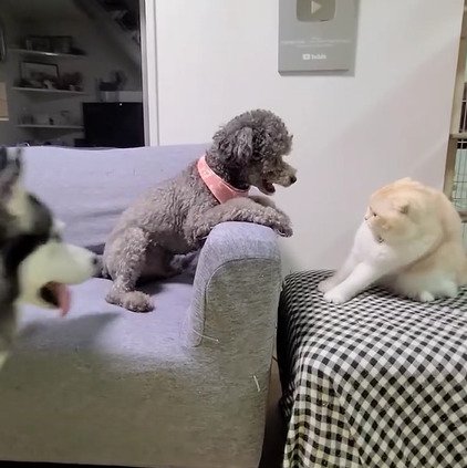 全身で引く猫