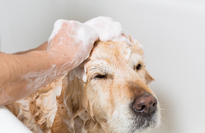 シャンプー 犬