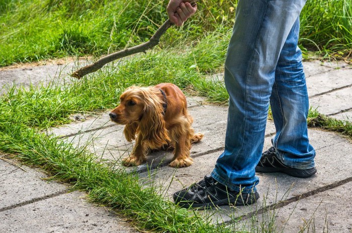 木の枝で叩かれそうになる茶色い犬