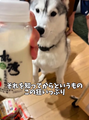 ミルクを欲しがる大型犬