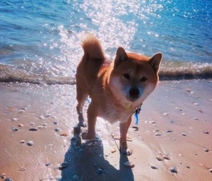海