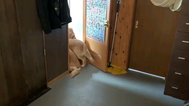 入る犬達