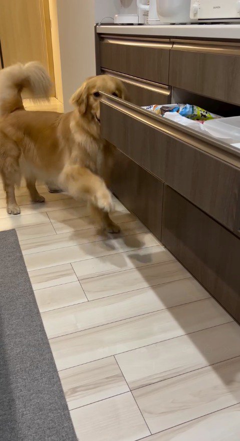 開いた引き出しを前足でひっかく犬