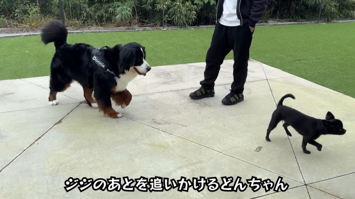 どんちゃんとジジくんのふれあい5
