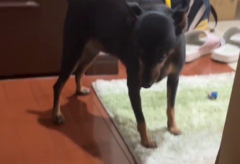 飼い主に叱られて落ち込む犬