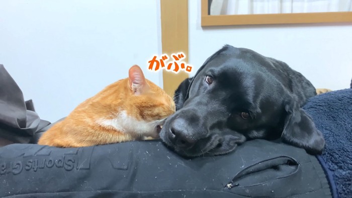 ムニくんと猫たちの尊い関係3