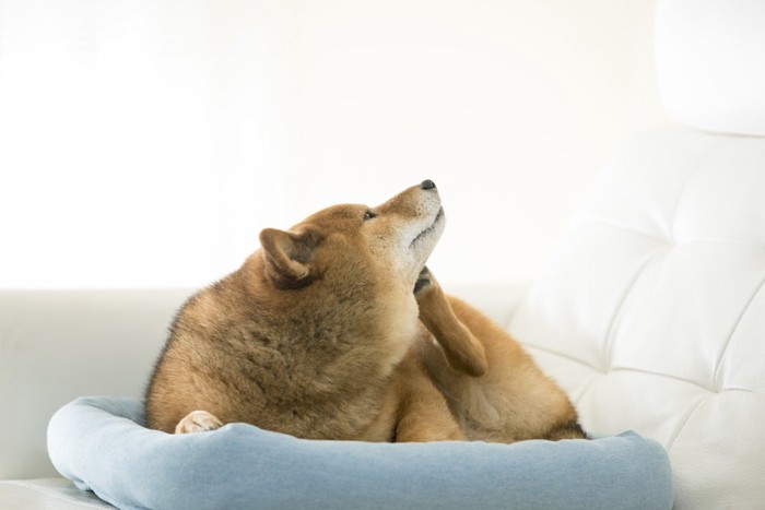 顔を掻く柴犬