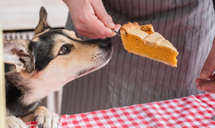 飼い主が持つかぼちゃのケーキの匂いを嗅ぐ犬