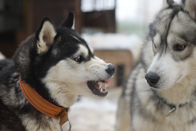 威嚇する先住犬