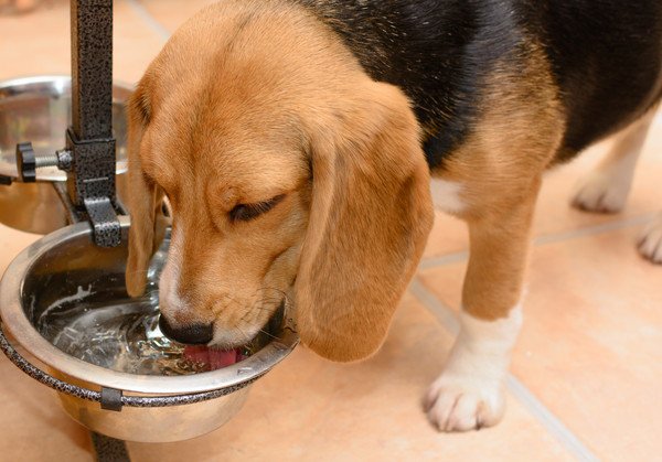 犬が水を飲み過ぎる原因