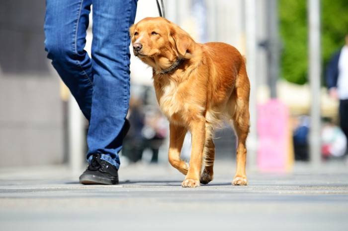 散歩中の犬