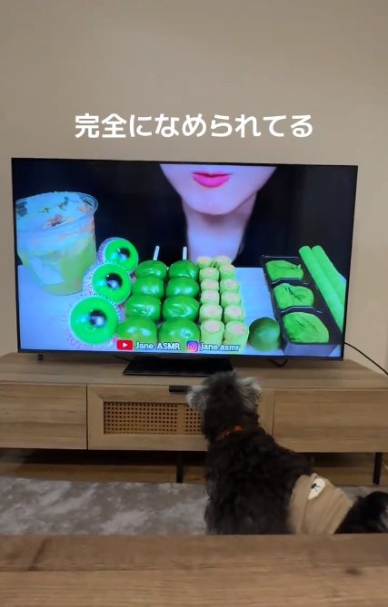 テレビの前に来たつむぎちゃん