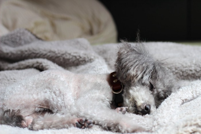 毛布の上で横になる犬