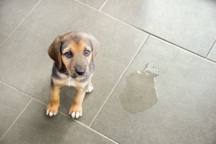 床でトイレをしてしまった犬