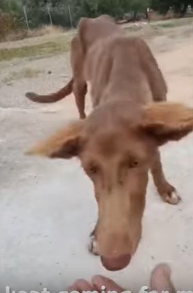 手から食べる犬