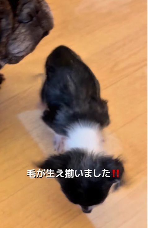 綺麗に毛が生え揃った子犬