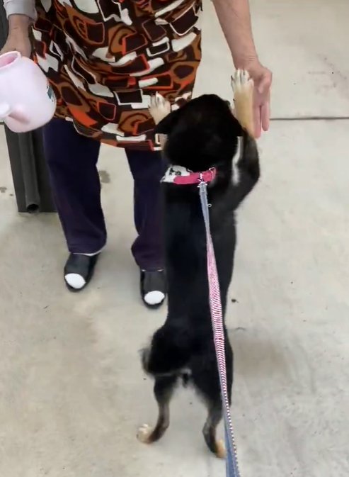 おばあちゃんと犬2