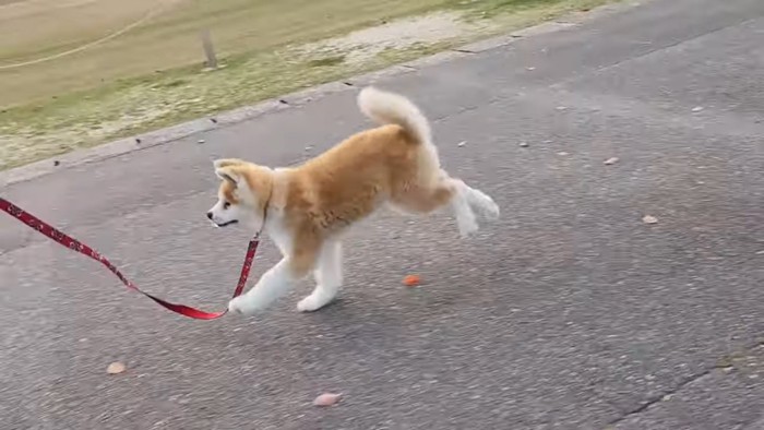 走る秋田犬