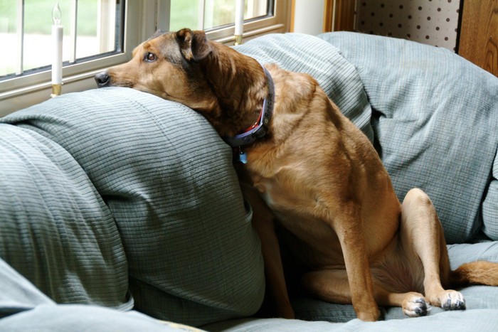 ソファーの背もたれに伏せをしている犬