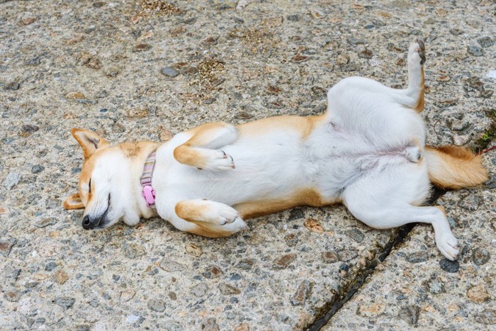 大股開きで寝る柴犬