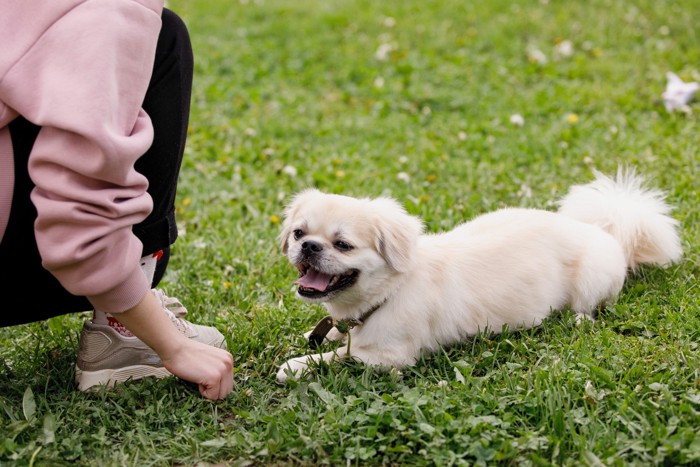 飼い主の前で伏せをしているチベタンスパニエル