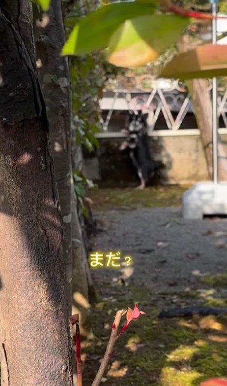 まる君とお姉ちゃんの再会7