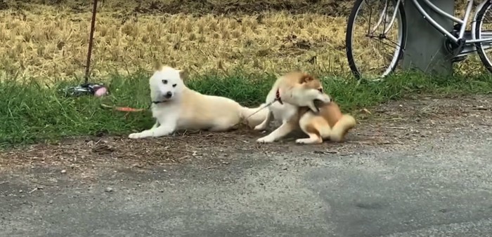 虫に驚く赤柴と、赤柴を見つめる白柴