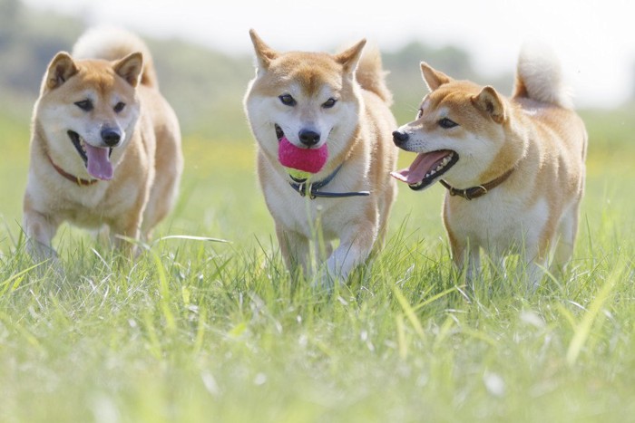 草原を走る二匹の犬