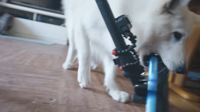 ヘッドを噛む犬