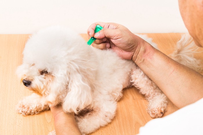 男性にフロントラインを滴下されている犬