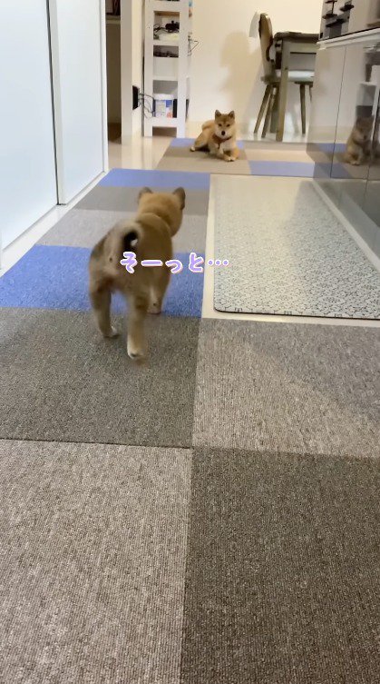 ゆっくりお姉ちゃん犬に近づく子犬